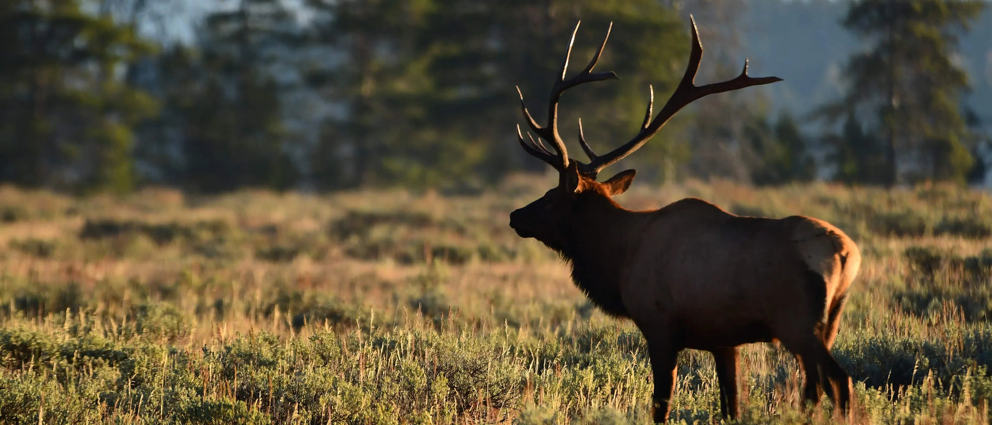 Elk standing in a field with trees in the background