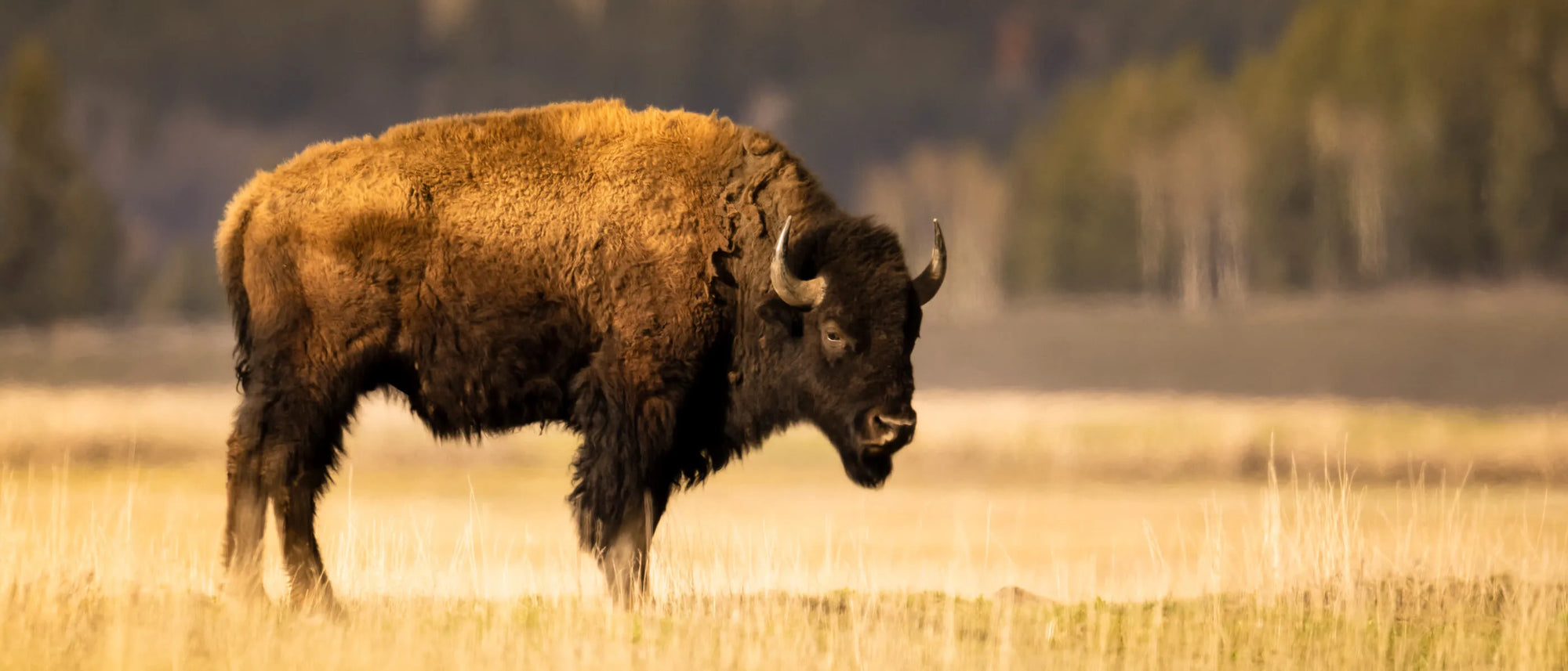 Bison standing in a grassy field with trees in the background