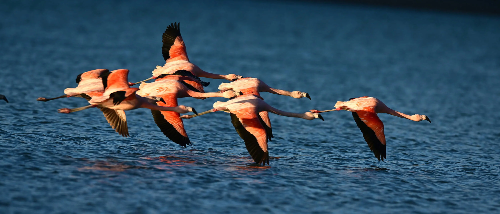 Group of pink flamingos flying over water