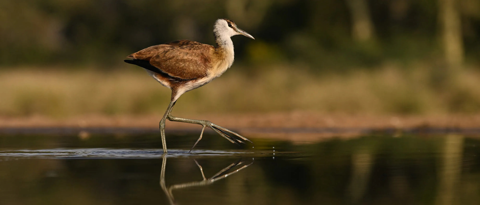 Bird walking on a wetland with a blurred natural background