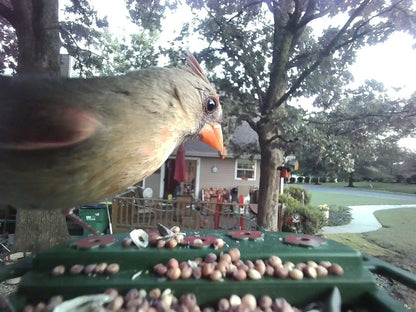 Bird perched on a bird feeder with a residential area in the background