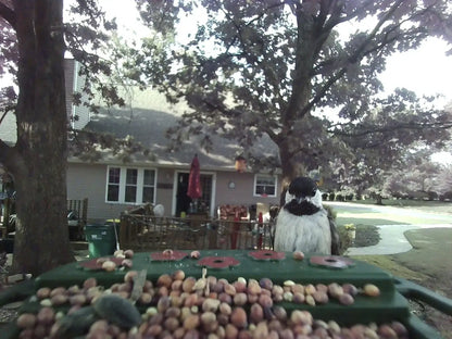 Bird perched on the birdfeeder in a residential area and a blurred background. 