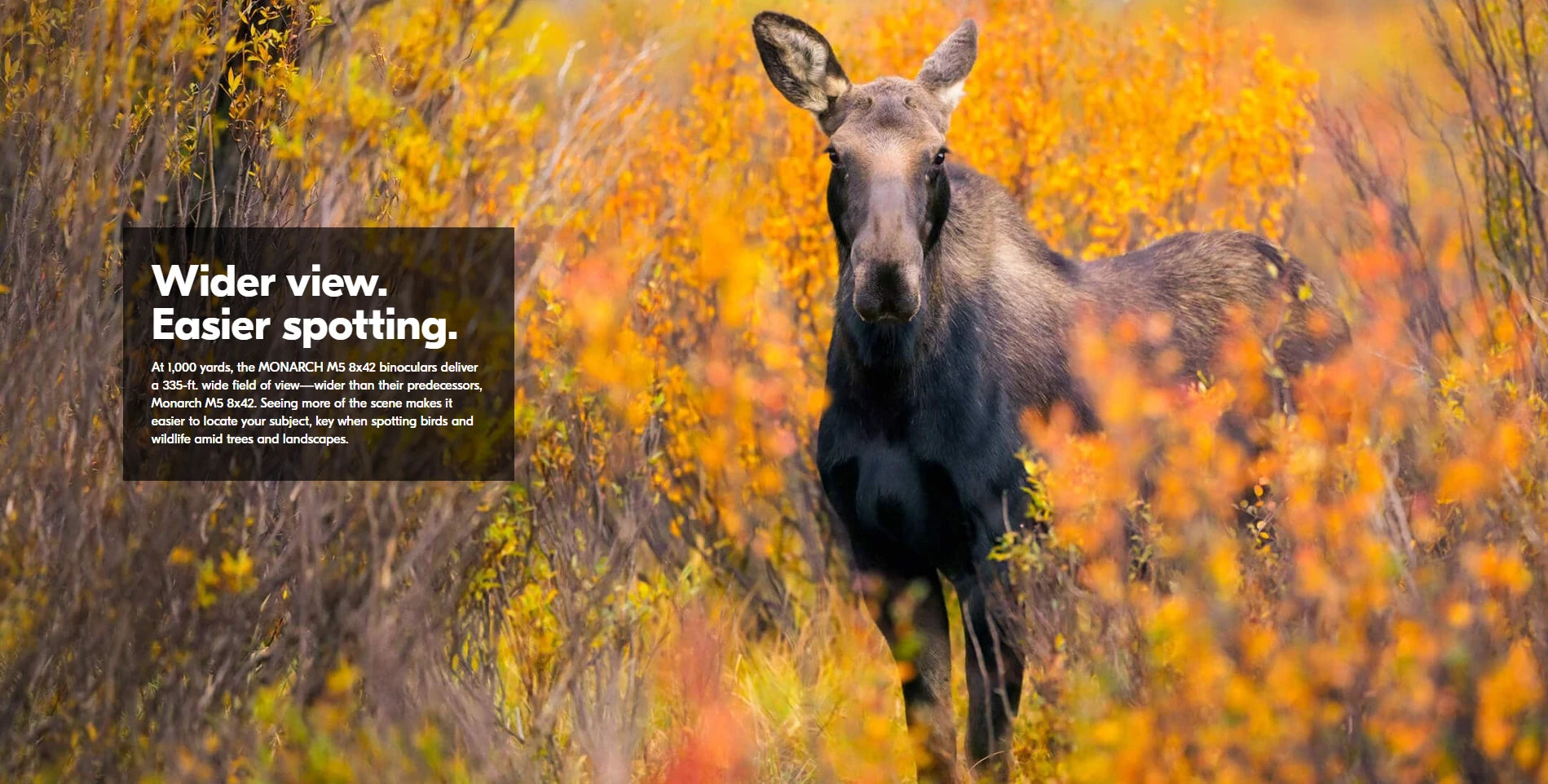 Moose standing in a field of autumn foliage with text overlay.