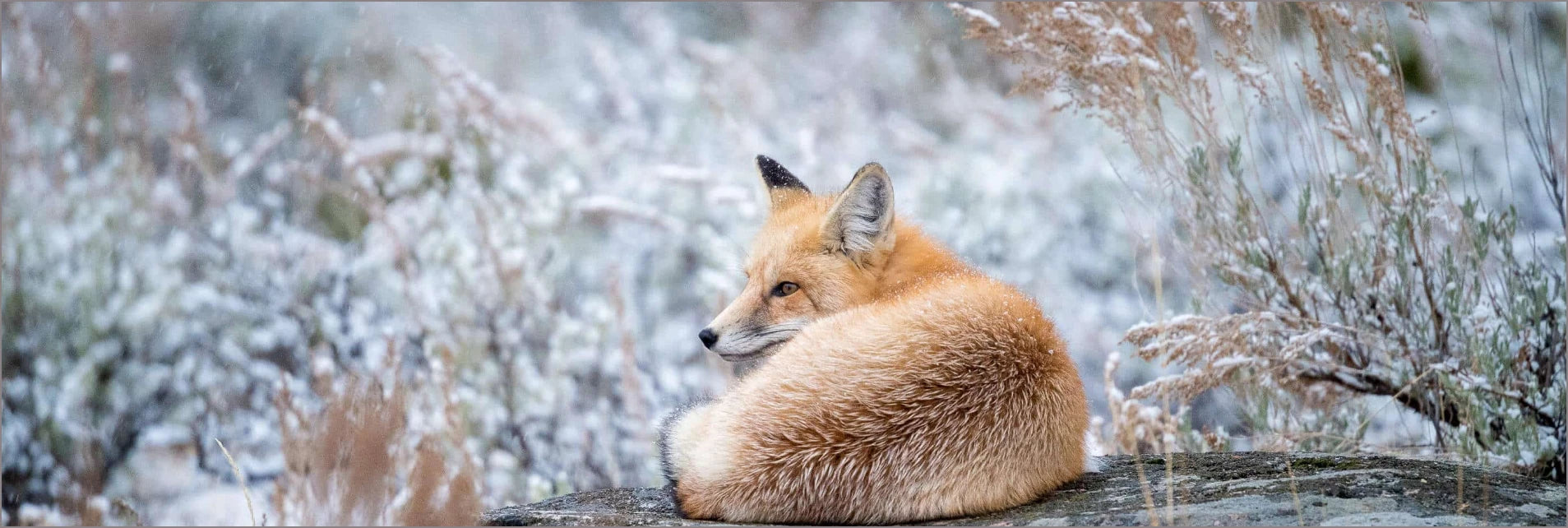 A fox laying curled up on a rock surrounded in a light snowy and frosty scene.
