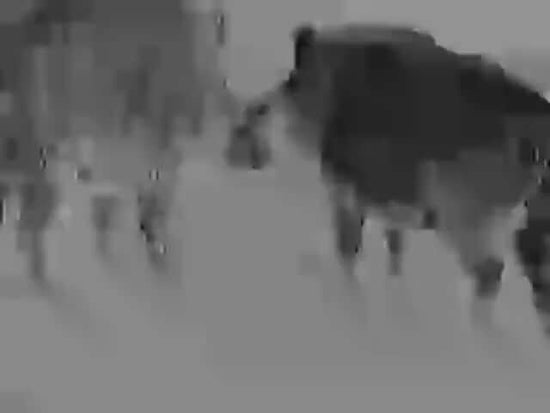 Alpen Apex Thermal Monocular 35mm night vision with 2 boars variant.