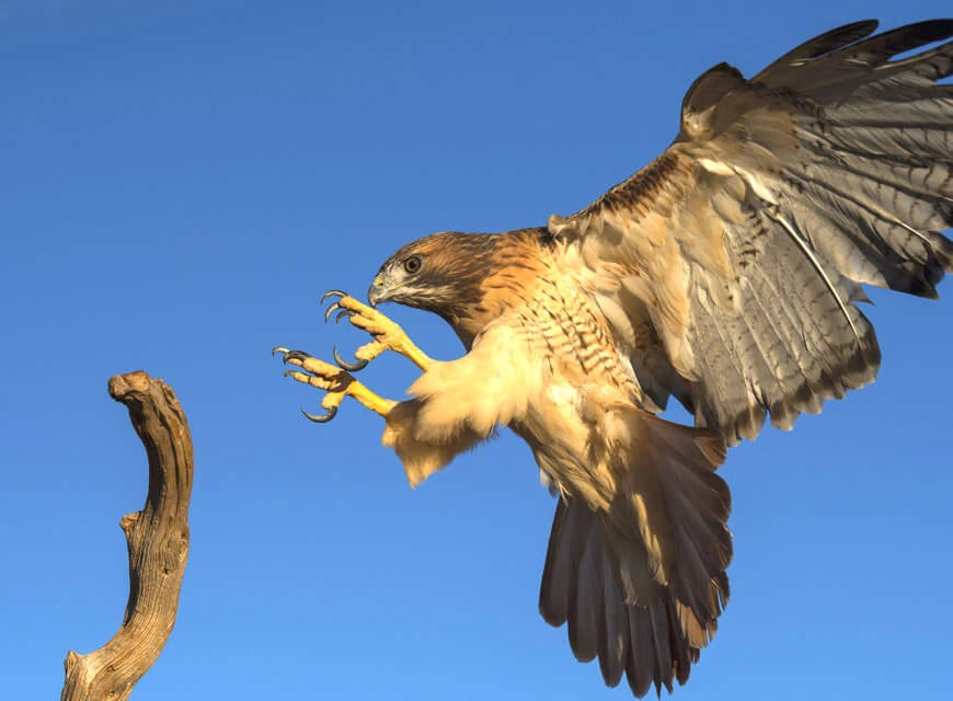 Hawk in flight with outstretched wings against a clear blue sky
