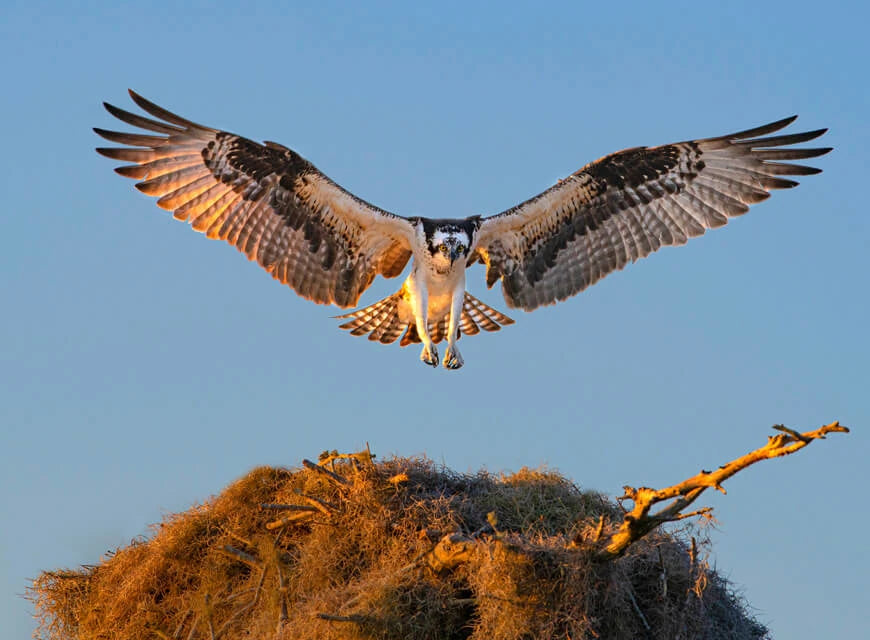 An eagle getting ready to land at her nest.